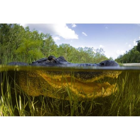 STOCKTREK IMAGES StockTrek Images PSTTSW400065U American Alligator; Alligator Mississipiensis Split Over & Under Water Shot Florida Everglades Florida Poster Print; 17 x 11 PSTTSW400065U